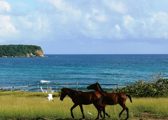 Blue Horizon Boutique Resort (Adults Only)